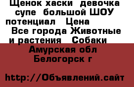 Щенок хаски, девочка супе, большой ШОУ потенциал › Цена ­ 50 000 - Все города Животные и растения » Собаки   . Амурская обл.,Белогорск г.